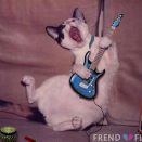 Cat Plays gitar  